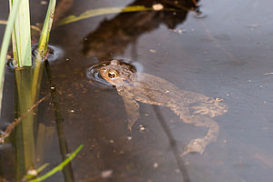 Bufo bufo (Bufonidae)  - Crapaud commun - Common Toad Nord [France] 27/03/2011 - 30m