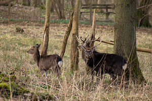 Cervus nippon (Cervidae)  - Cerf sika - Sika Deer Pas-de-Calais [France] 12/03/2011 - 110m