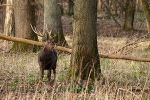 Cervus nippon (Cervidae)  - Cerf sika - Sika Deer Pas-de-Calais [France] 12/03/2011 - 110m