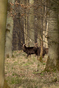 Cervus nippon (Cervidae)  - Cerf sika - Sika Deer Pas-de-Calais [France] 12/03/2011 - 110m