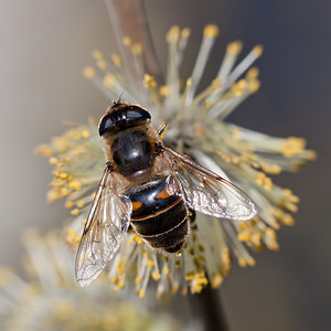 Eristalis tenax (Syrphidae)  - Eristale gluante, Mouche pourceau Nord [France] 20/03/2011 - 20m