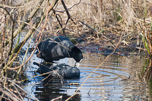 Fulica atra (Rallidae)  - Foulque macroule - Common Coot Nord [France] 20/03/2011 - 20m