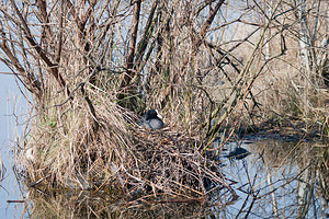 Fulica atra (Rallidae)  - Foulque macroule - Common Coot Nord [France] 20/03/2011 - 20m
