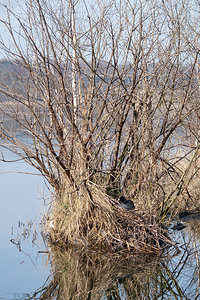 Fulica atra (Rallidae)  - Foulque macroule - Common Coot Nord [France] 20/03/2011 - 20m