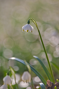 Leucojum vernum (Amaryllidaceae)  - Nivéole de printemps, Nivéole printanière - Spring Snowflake  [France] 05/03/2011 - 170m