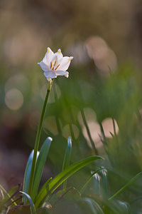 Leucojum vernum Nivéole de printemps, Nivéole printanière Spring Snowflake