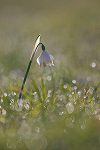 Leucojum vernum (Amaryllidaceae)  - Nivéole de printemps, Nivéole printanière - Spring Snowflake  [France] 06/03/2011 - 160m