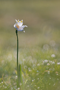 Leucojum vernum Nivéole de printemps, Nivéole printanière Spring Snowflake