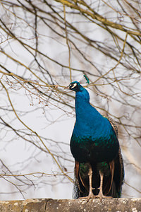 Pavo cristatus (Phasianidae)  - Paon Pas-de-Calais [France] 12/03/2011 - 110m