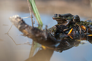 Pelophylax kl. esculentus (Ranidae)  - Grenouille verte, Grenouille commune - Edible Frog Nord [France] 27/03/2011 - 30m