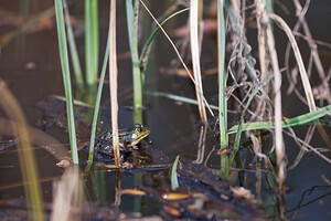 Pelophylax kl. esculentus (Ranidae)  - Grenouille verte, Grenouille commune - Edible Frog Nord [France] 27/03/2011 - 30m