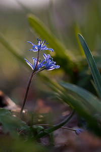 Scilla bifolia (Asparagaceae)  - Scille à deux feuilles, Étoile bleue - Alpine Squill Nord [France] 20/03/2011 - 60m