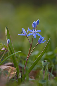 Scilla bifolia (Asparagaceae)  - Scille à deux feuilles, Étoile bleue - Alpine Squill Nord [France] 20/03/2011 - 60m