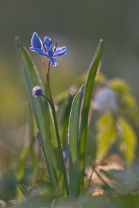 Scilla bifolia (Asparagaceae)  - Scille à deux feuilles, Étoile bleue - Alpine Squill Nord [France] 20/03/2011 - 60m