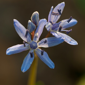 Scilla bifolia (Asparagaceae)  - Scille à deux feuilles, Étoile bleue - Alpine Squill Nord [France] 20/03/2011 - 60m