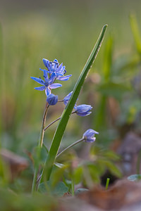 Scilla bifolia (Asparagaceae)  - Scille à deux feuilles, Étoile bleue - Alpine Squill Nord [France] 20/03/2011 - 60m