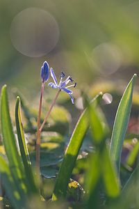 Scilla bifolia (Asparagaceae)  - Scille à deux feuilles, Étoile bleue - Alpine Squill Nord [France] 20/03/2011 - 60m