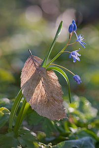 Scilla bifolia (Asparagaceae)  - Scille à deux feuilles, Étoile bleue - Alpine Squill Nord [France] 20/03/2011 - 60m