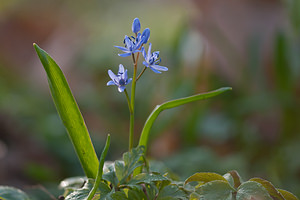 Scilla bifolia (Asparagaceae)  - Scille à deux feuilles, Étoile bleue - Alpine Squill Nord [France] 20/03/2011 - 60m