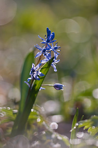 Scilla bifolia (Asparagaceae)  - Scille à deux feuilles, Étoile bleue - Alpine Squill Nord [France] 20/03/2011 - 60m