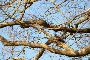 Sciurus vulgaris (Sciuridae)  - Écureuil roux - Eurasian Red Squirrel Ardennes [France] 06/03/2011 - 200m