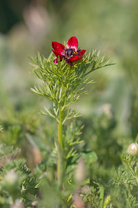 Adonis annua Adonis annuel, Adonis d'automne, Goutte-de-sang Pheasant's-eye