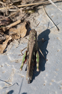 Aiolopus strepens (Acrididae)  - Oedipode automnale, Criquet farouche Gard [France] 20/04/2011 - 450m