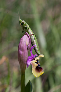 Ameles picteti (Mantidae)  Erdialdea / Zona Media [Espagne] 27/04/2011 - 500m