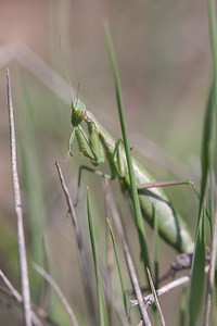 Ameles picteti (Mantidae)  Erdialdea / Zona Media [Espagne] 27/04/2011 - 500m