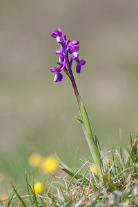 Anacamptis morio subsp. champagneuxii (Orchidaceae)  - Anacamptide de Champagneux, Orchis de Champagneux Metropolialdea / Area Metropolitana [Espagne] 26/04/2011 - 980m