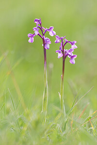 Anacamptis morio subsp. champagneuxii (Orchidaceae)  - Anacamptide de Champagneux, Orchis de Champagneux Montejurra [Espagne] 30/04/2011 - 760m