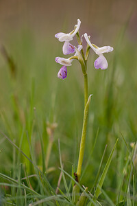 Anacamptis morio subsp. champagneuxii (Orchidaceae)  - Anacamptide de Champagneux, Orchis de Champagneux Montejurra [Espagne] 30/04/2011 - 760m