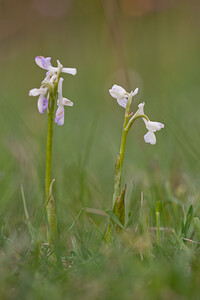 Anacamptis morio subsp. champagneuxii (Orchidaceae)  - Anacamptide de Champagneux, Orchis de Champagneux Montejurra [Espagne] 30/04/2011 - 760m