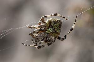 Araneus angulatus (Araneidae)  - Épeire angulaire Gard [France] 20/04/2011 - 430m