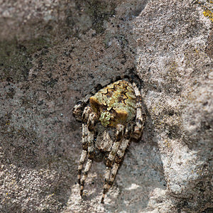 Araneus angulatus (Araneidae)  - Épeire angulaire Gard [France] 20/04/2011 - 430m