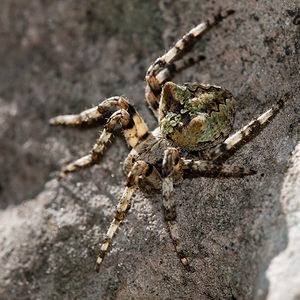 Araneus angulatus (Araneidae)  - Épeire angulaire Gard [France] 20/04/2011 - 430m