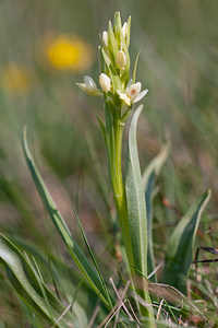 Dactylorhiza insularis (Orchidaceae)  - Orchis de Corse, Dactylorhize de Corse Metropolialdea / Area Metropolitana [Espagne] 26/04/2011 - 970m