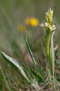 Dactylorhiza insularis (Orchidaceae)  - Orchis de Corse, Dactylorhize de Corse Metropolialdea / Area Metropolitana [Espagne] 26/04/2011 - 970m