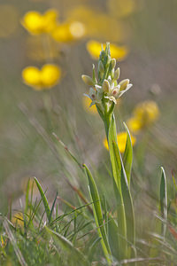 Dactylorhiza insularis (Orchidaceae)  - Orchis de Corse, Dactylorhize de Corse Metropolialdea / Area Metropolitana [Espagne] 26/04/2011 - 970m