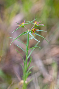 Euphorbia exigua (Euphorbiaceae)  - Euphorbe fluette, Euphorbe exiguë - Dwarf Spurge Erdialdea / Zona Media [Espagne] 28/04/2011 - 400m