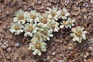 Filago pygmaea (Asteraceae)  - Cotonnière pygmée, Évax pygmée Aude [France] 24/04/2011 - 30m