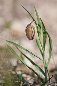 Fritillaria lusitanica (Liliaceae)  - Fritillaire du Portugal Erribera / Ribera [Espagne] 30/04/2011 - 630m