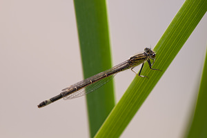 Ischnura graellsii (Coenagrionidae)  - Agrion de Graells Erribera / Ribera [Espagne] 28/04/2011 - 370m