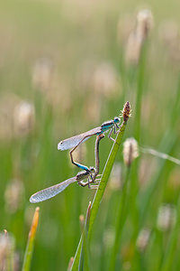 Ischnura graellsii (Coenagrionidae)  - Agrion de Graells Erribera / Ribera [Espagne] 28/04/2011 - 380m