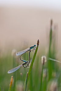 Ischnura graellsii (Coenagrionidae)  - Agrion de Graells Erribera / Ribera [Espagne] 28/04/2011 - 370m