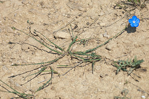 Linum narbonense (Linaceae)  - Lin de Narbonne Erdialdea / Zona Media [Espagne] 27/04/2011 - 500m