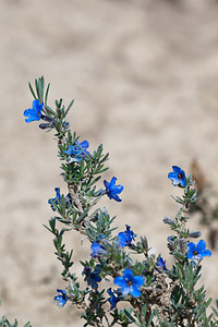 Lithodora fruticosa (Boraginaceae)  - Lithodore ligneuse, Grémil ligneux Erdialdea / Zona Media [Espagne] 27/04/2011 - 500m