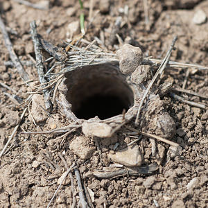 Lycosa tarantula (Lycosidae)  - Tarentules Cinco Villas [Espagne] 30/04/2011 - 630mEntr?e du terrier. Voir ? ce sujet les ?crits de Jean-Henri Fabre, incontournable observateur des insectes:  La Lycose de Narbonne