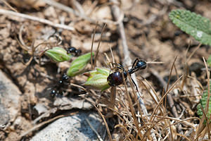 Messor barbarus (Formicidae)  - Fourmi barbaresque Cinco Villas [Espagne] 30/04/2011 - 550m