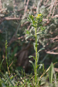 Neatostema apulum (Boraginaceae)  - Néatostème d'Apulie, Grémil d'Apulie, Grémil jaune Erribera / Ribera [Espagne] 28/04/2011 - 370m
